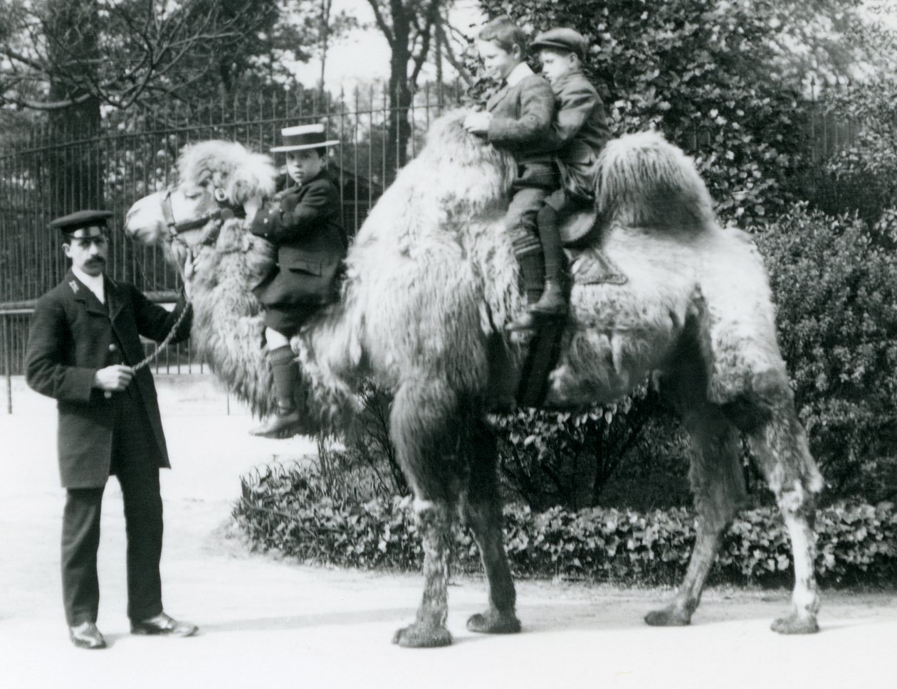 Promenade à dos de chameau bactrien au zoo de Londres, vers 1913 - Frederick William Bond