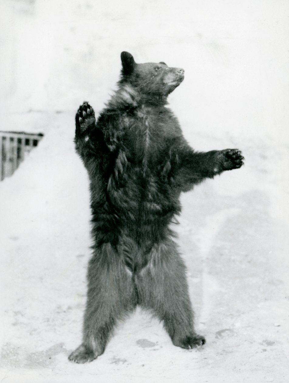 Un ours noir debout dans son enclos, sur les terrasses Mappin, au zoo de Londres en 1917 - Frederick William Bond