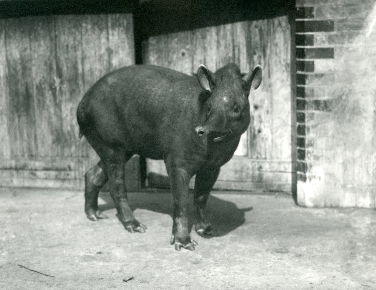 Un tapir brésilien ou sud-américain au zoo de Londres, septembre 1922 - Frederick William Bond