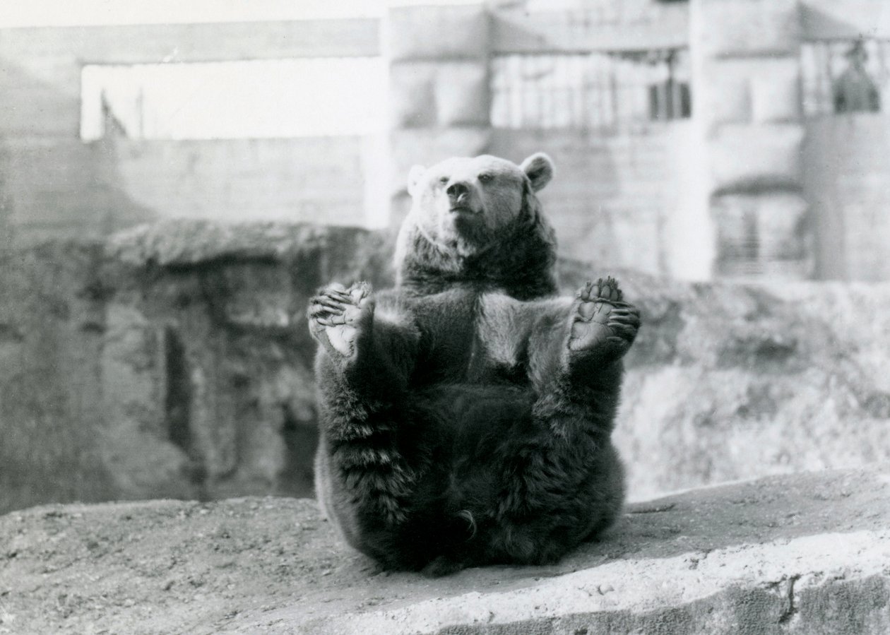Un ours brun assis et tenant ses pattes arrière avec ses pattes, Mappin Terraces, Zoo de Londres, août 1921 - Frederick William Bond