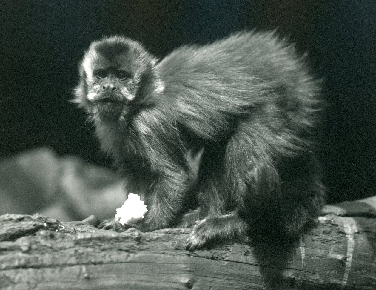 Un Capucin Brun ou Touffu au Zoo de Londres, juillet 1914 - Frederick William Bond