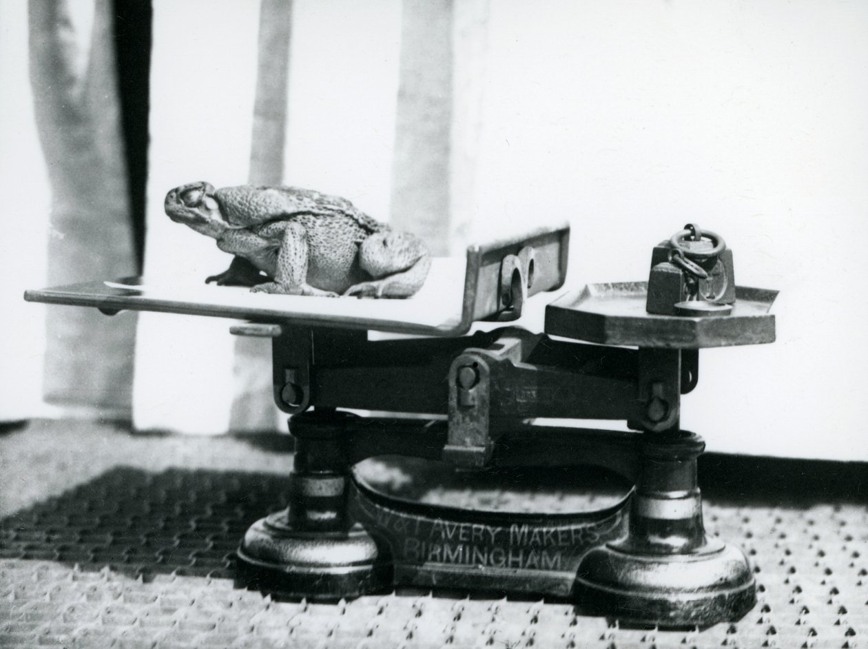 Un crapaud de canne assis sur une balance pour être pesé au zoo de Londres, 1923 - Frederick William Bond