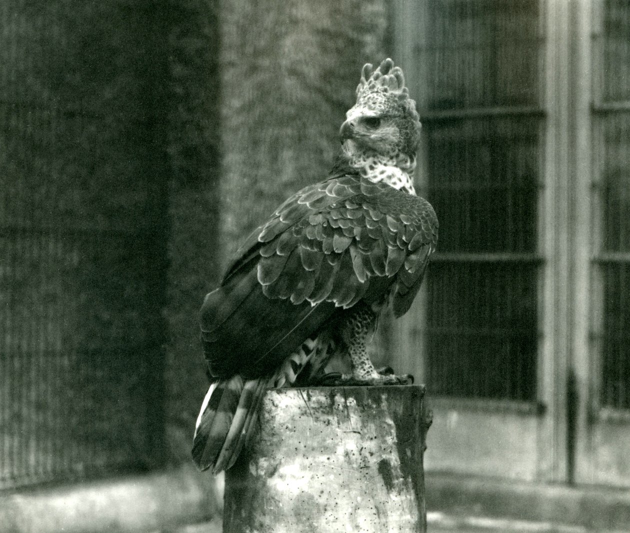 Un aigle couronné au zoo de Londres, juin 1922 - Frederick William Bond