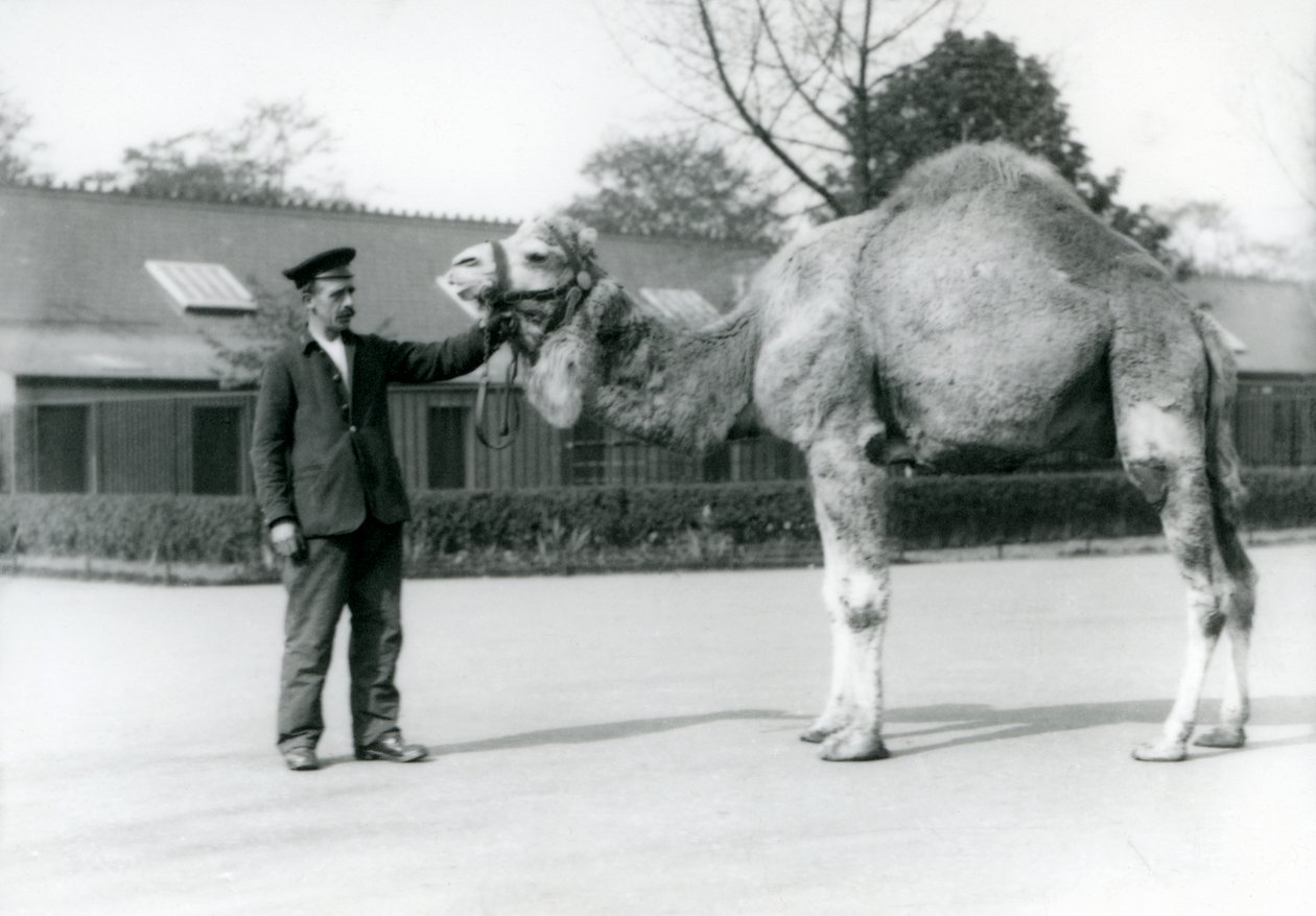 Un dromadaire ou chameau arabe avec le gardien W. Styles au zoo de Londres en 1923 - Frederick William Bond