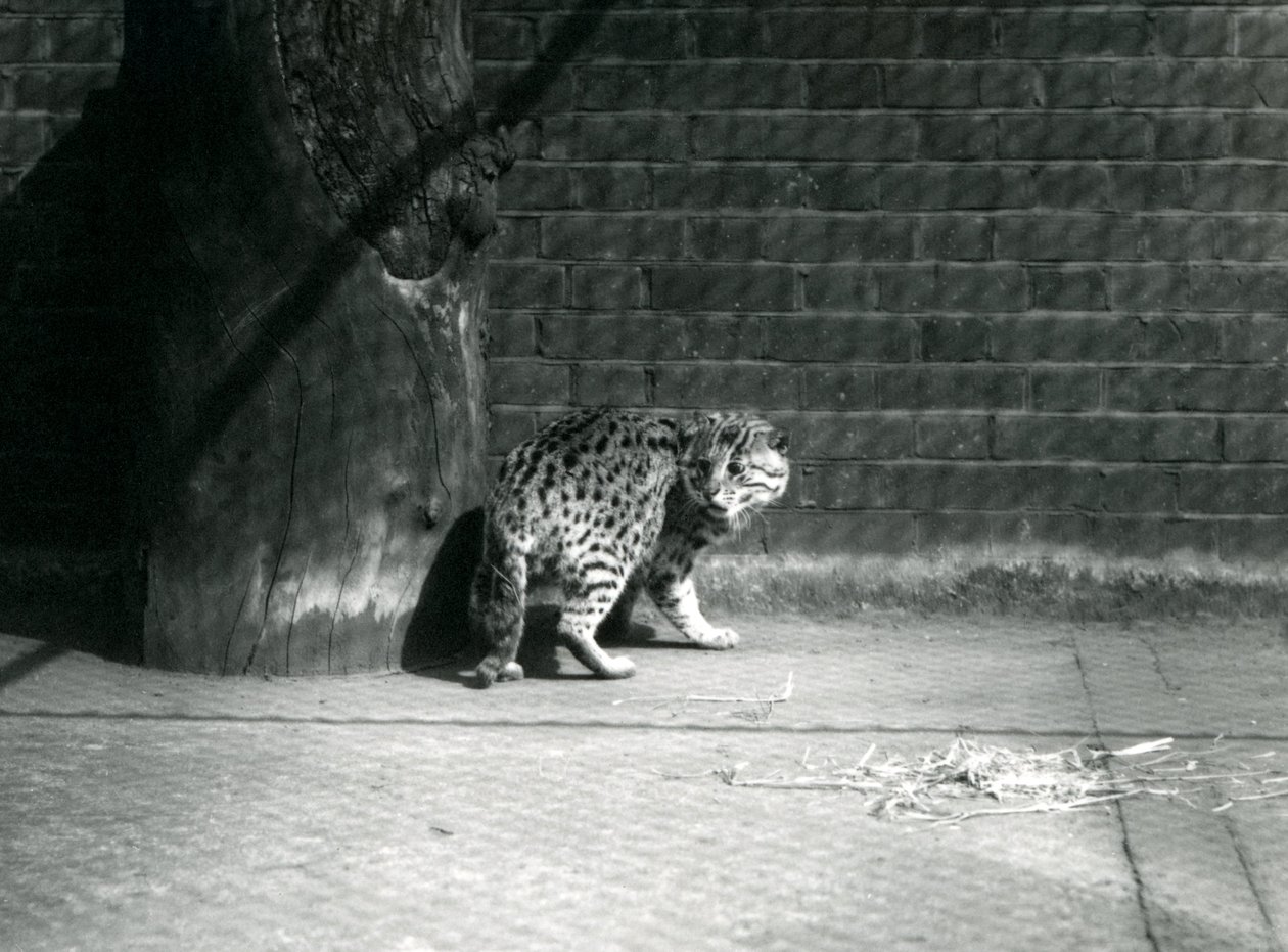 Un chat pêcheur au zoo de Londres, juillet 1921 - Frederick William Bond