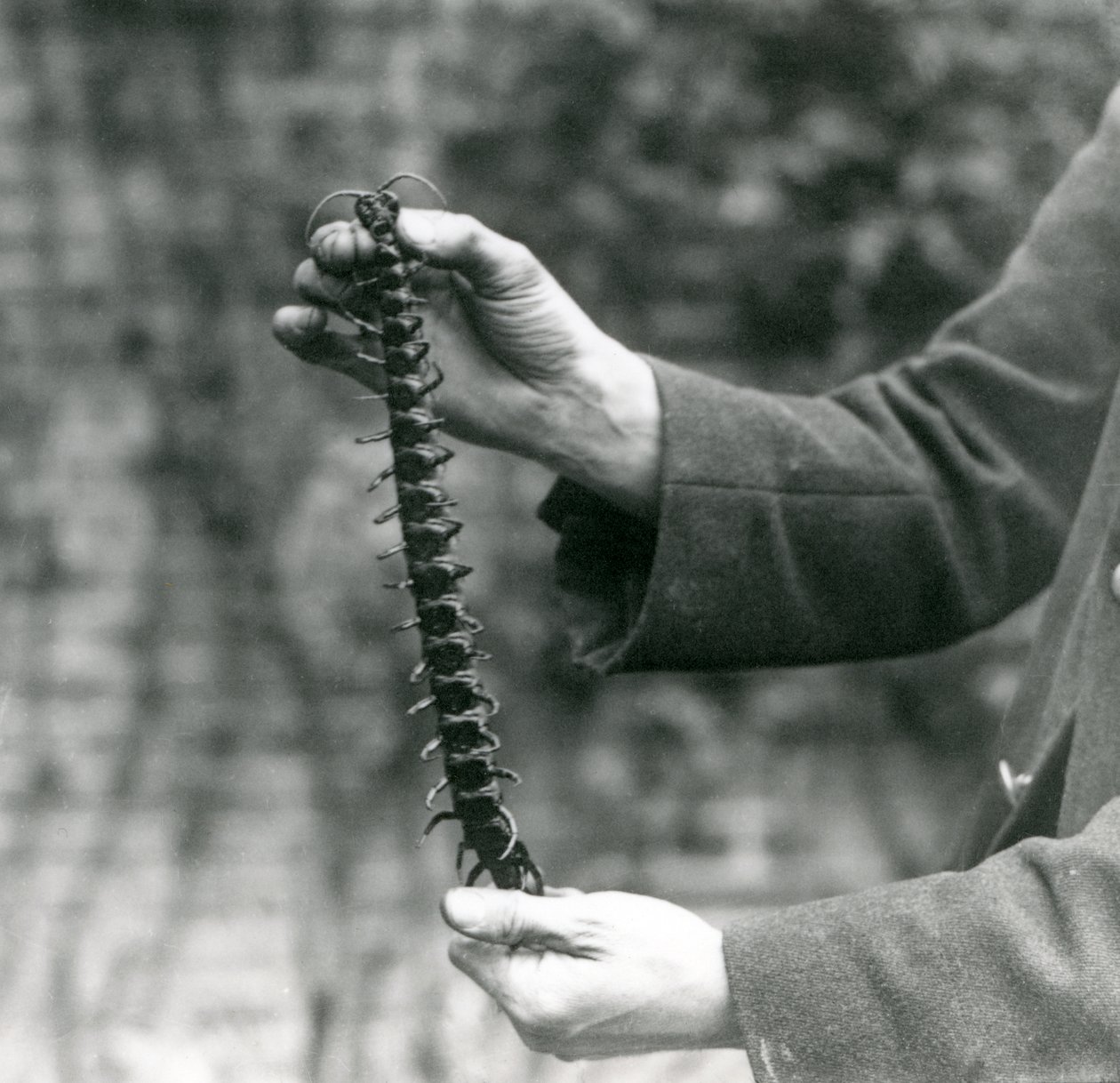 Un mille-pattes géant tenu avec précaution par son gardien, zoo de Londres, 1923 - Frederick William Bond