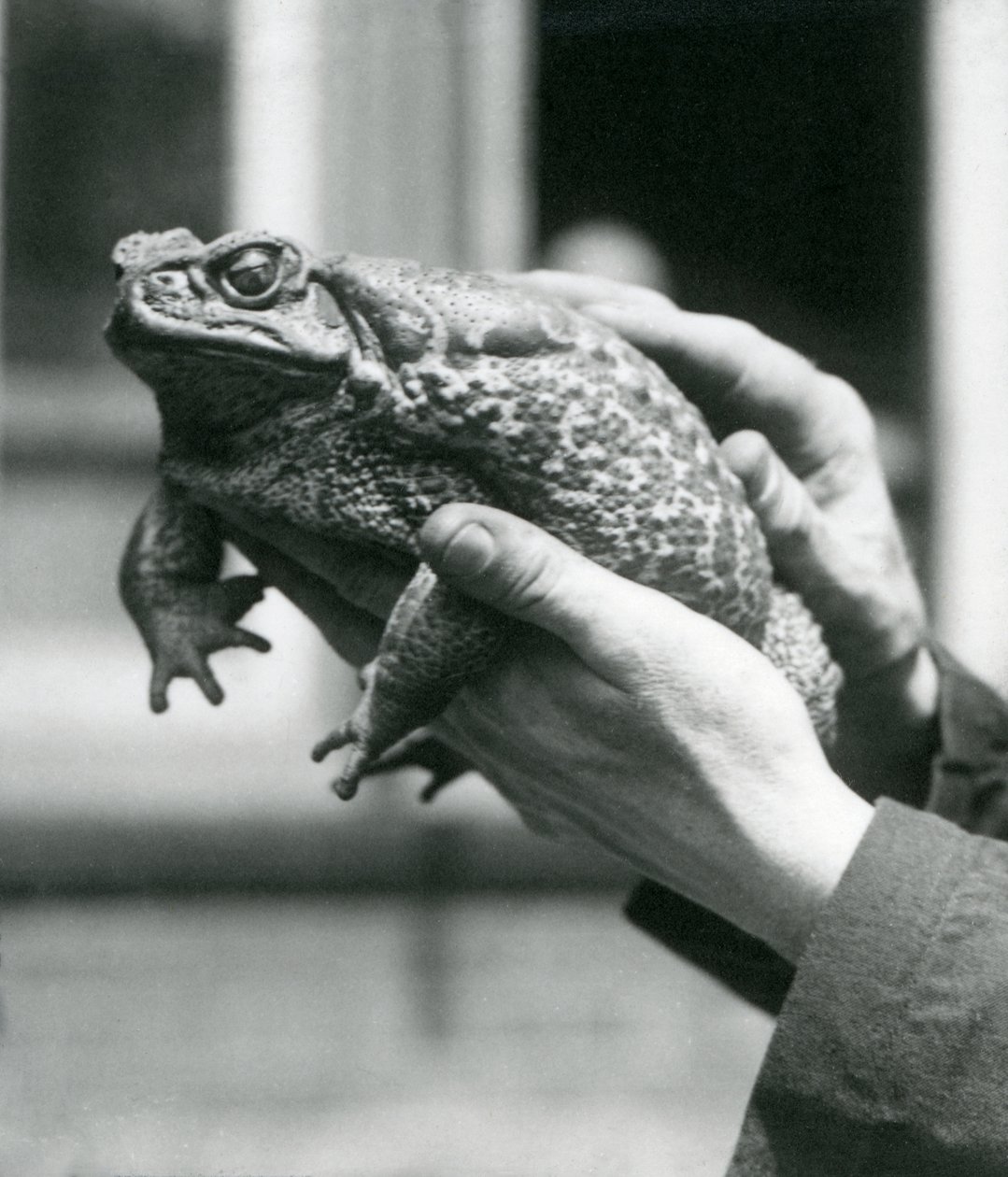 Un crapaud géant de canne tenu dans les mains de son gardien, zoo de Londres, août 1923 - Frederick William Bond