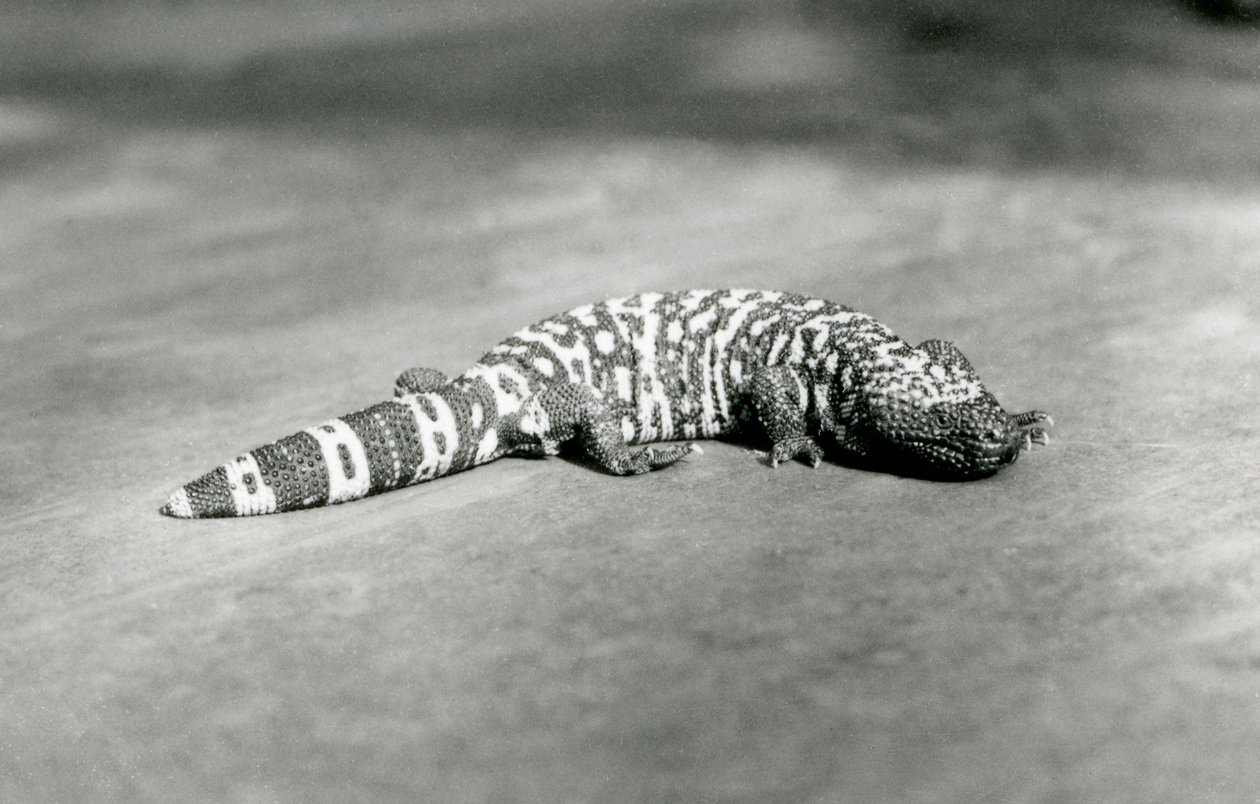 Un monstre de Gila au zoo de Londres, septembre 1923 - Frederick William Bond