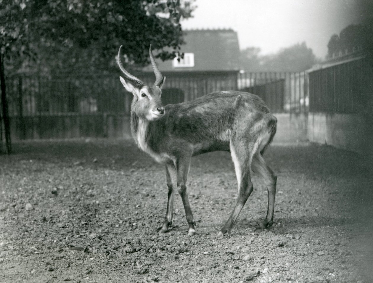 Un Lechwe au zoo de Londres, septembre 1921 - Frederick William Bond