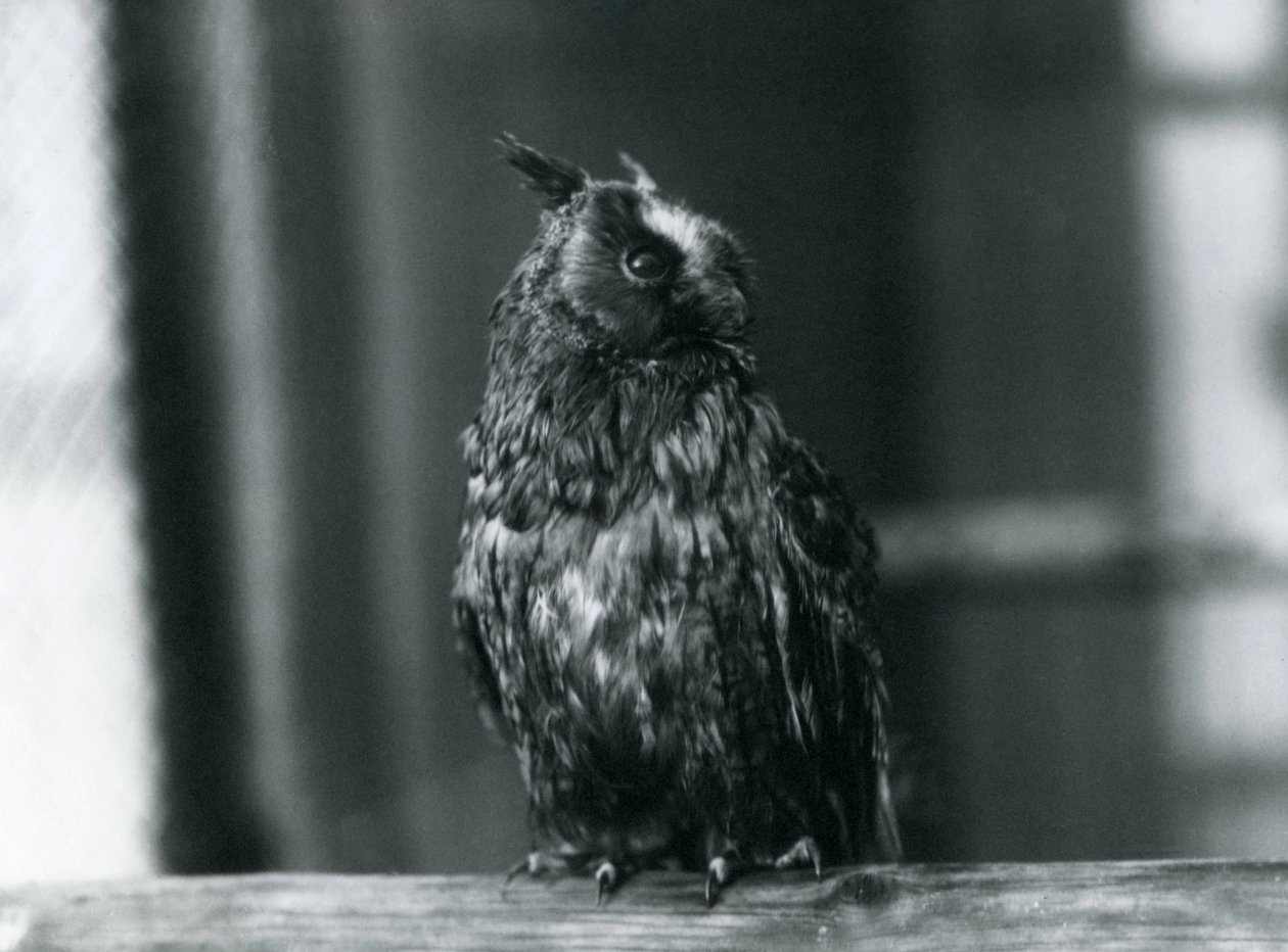 Un hibou moyen-duc au zoo de Londres, janvier 1922 - Frederick William Bond