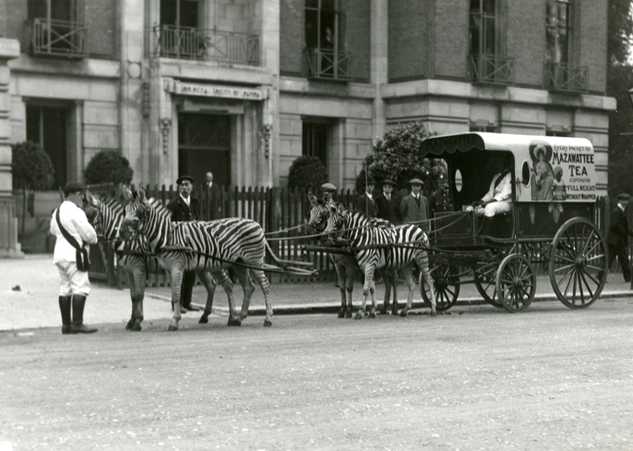 Un chariot de thé Mazawattee, tiré par une équipe de zèbres, devant les bureaux de la Zoological Society of London à Regent
