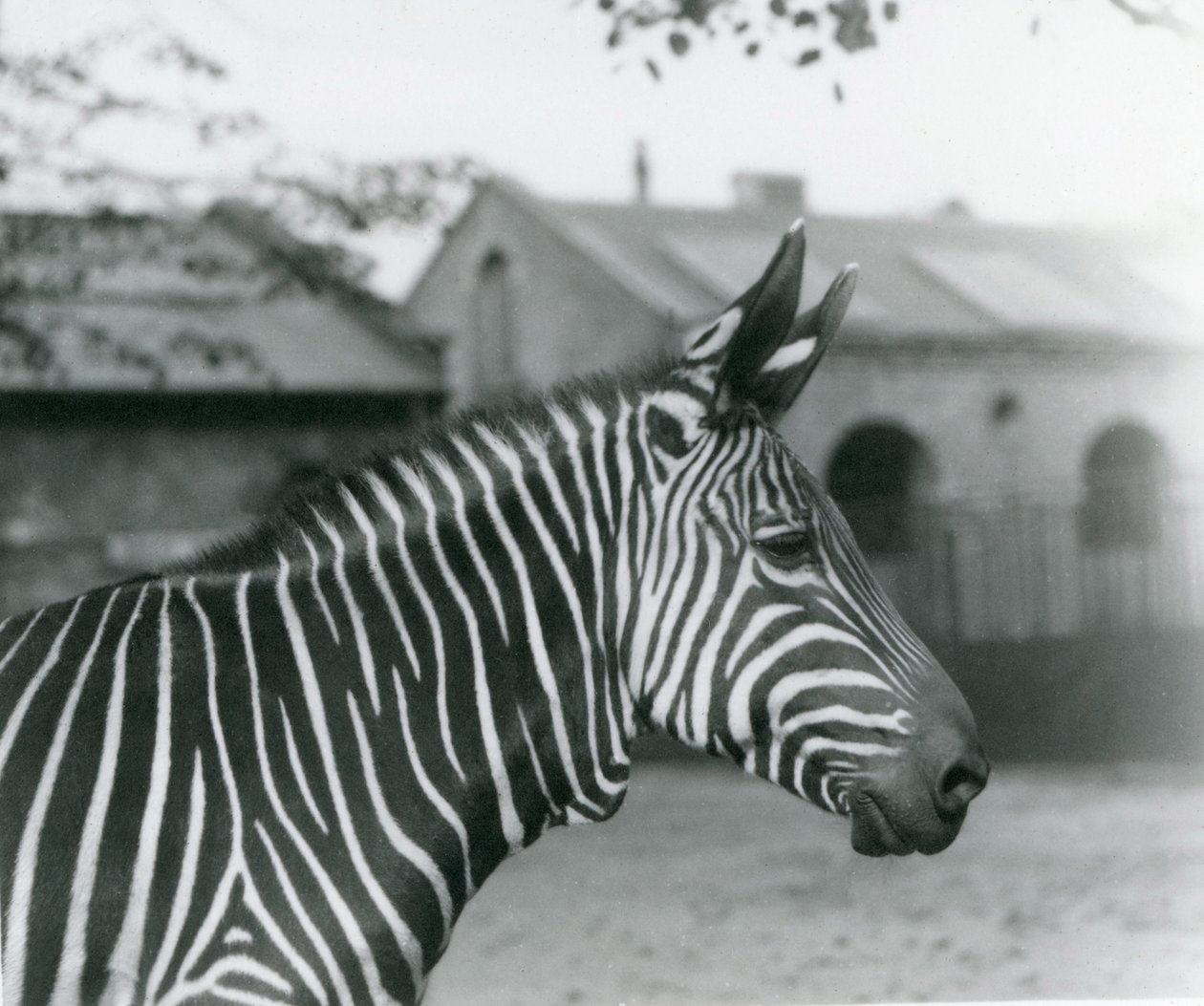 Un zèbre de montagne au zoo de Londres, septembre 1921 - Frederick William Bond