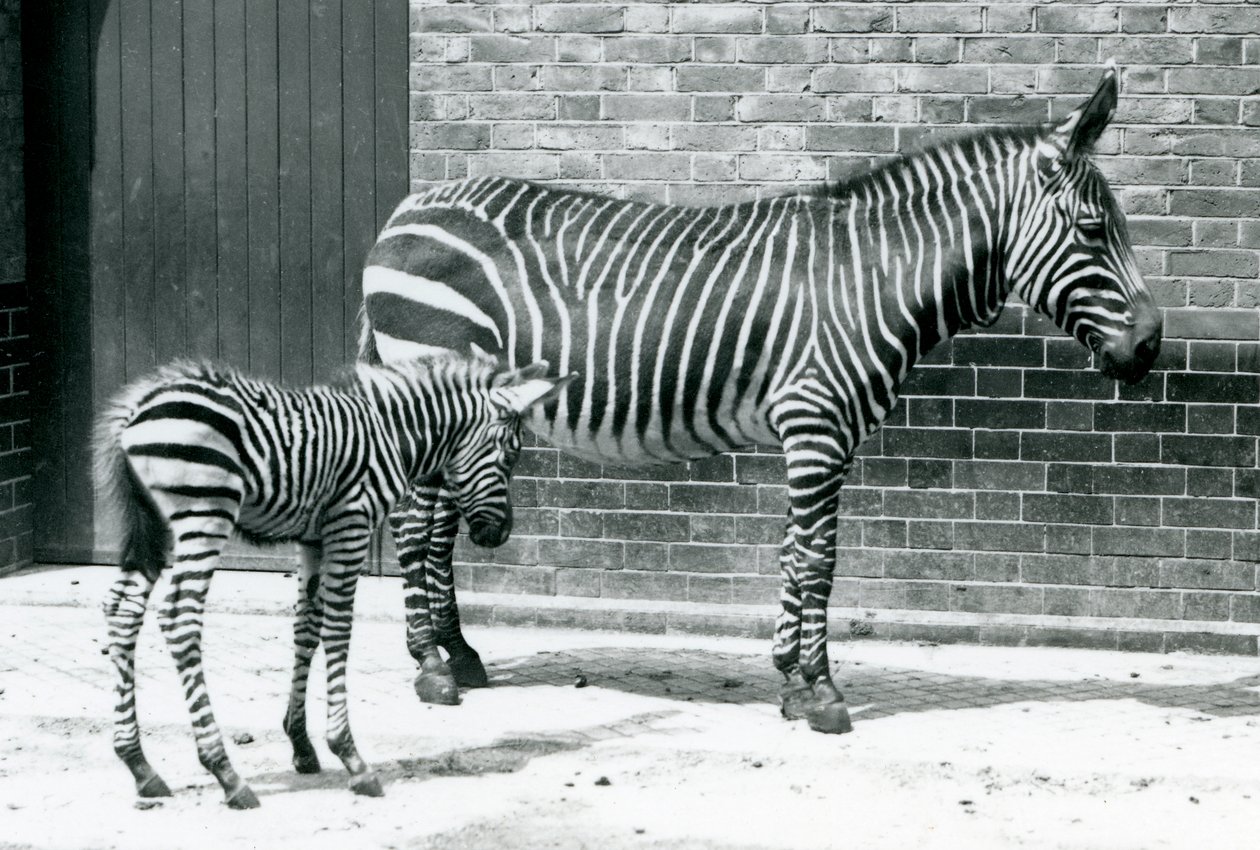 Une Zèbre de montagne avec son poulain hybride (Zèbre de Chapman x Zèbre de montagne) au Zoo de Londres, 1915 - Frederick William Bond