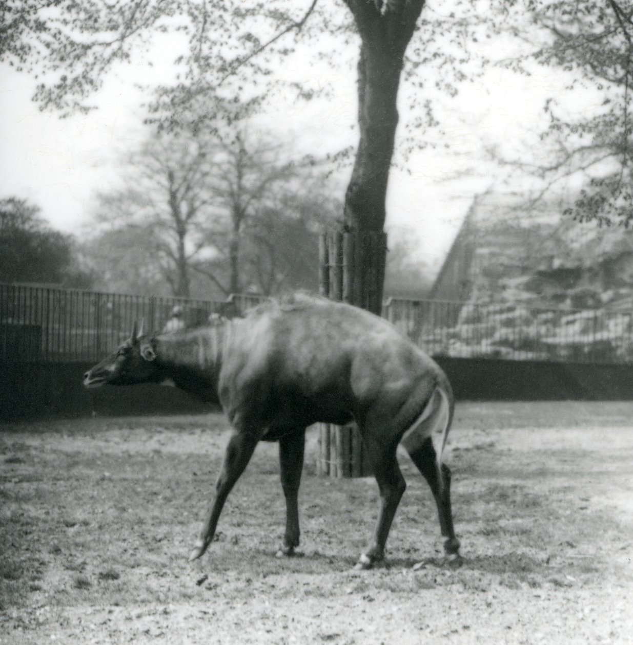 Un Nilgai, ou antilope asiatique au zoo de Londres, avril 1923 - Frederick William Bond