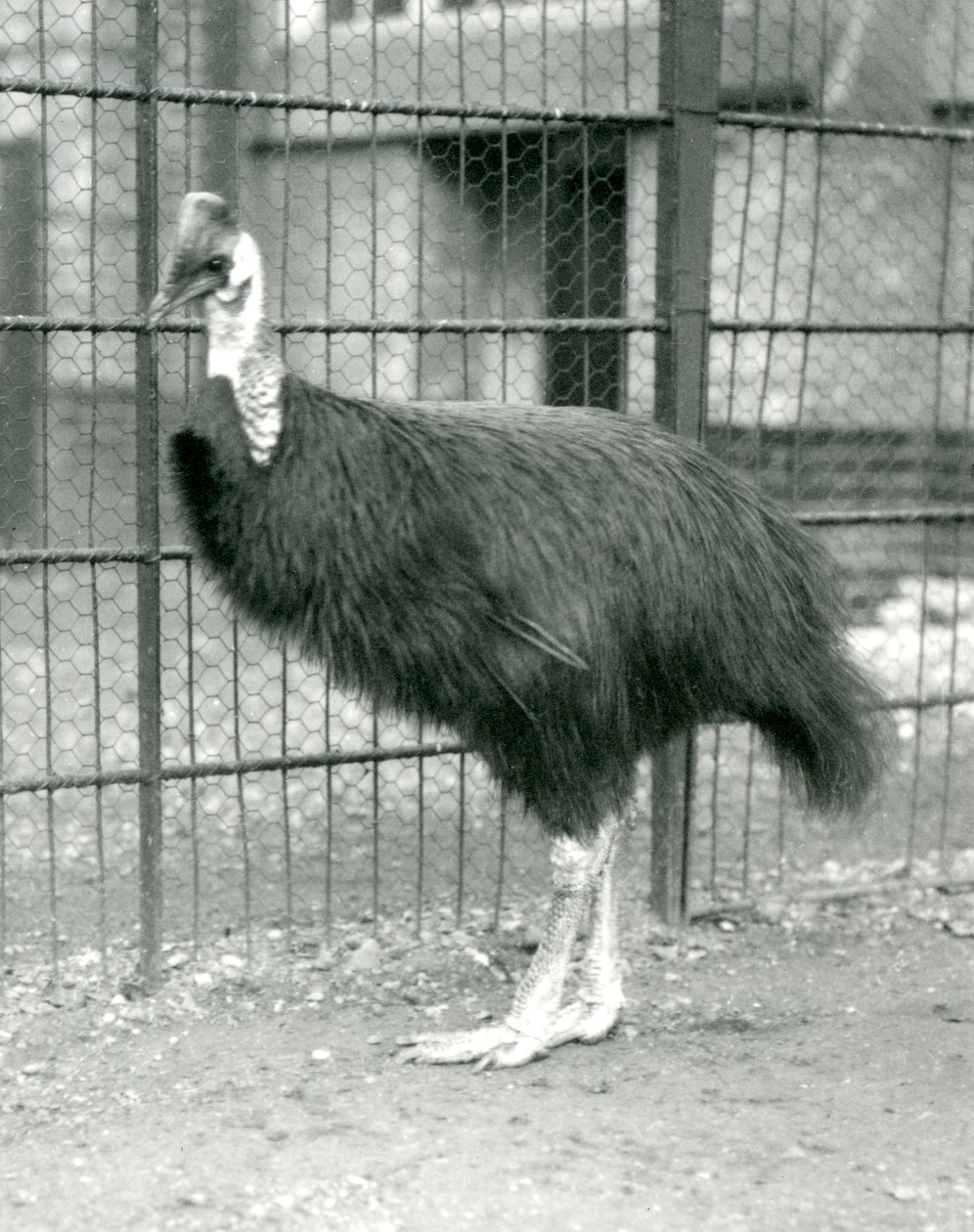 Un casoar du Nord au zoo de Londres, octobre 1914 - Frederick William Bond