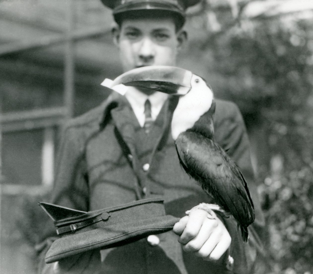 Un toucan à bec rouge tire un billet d