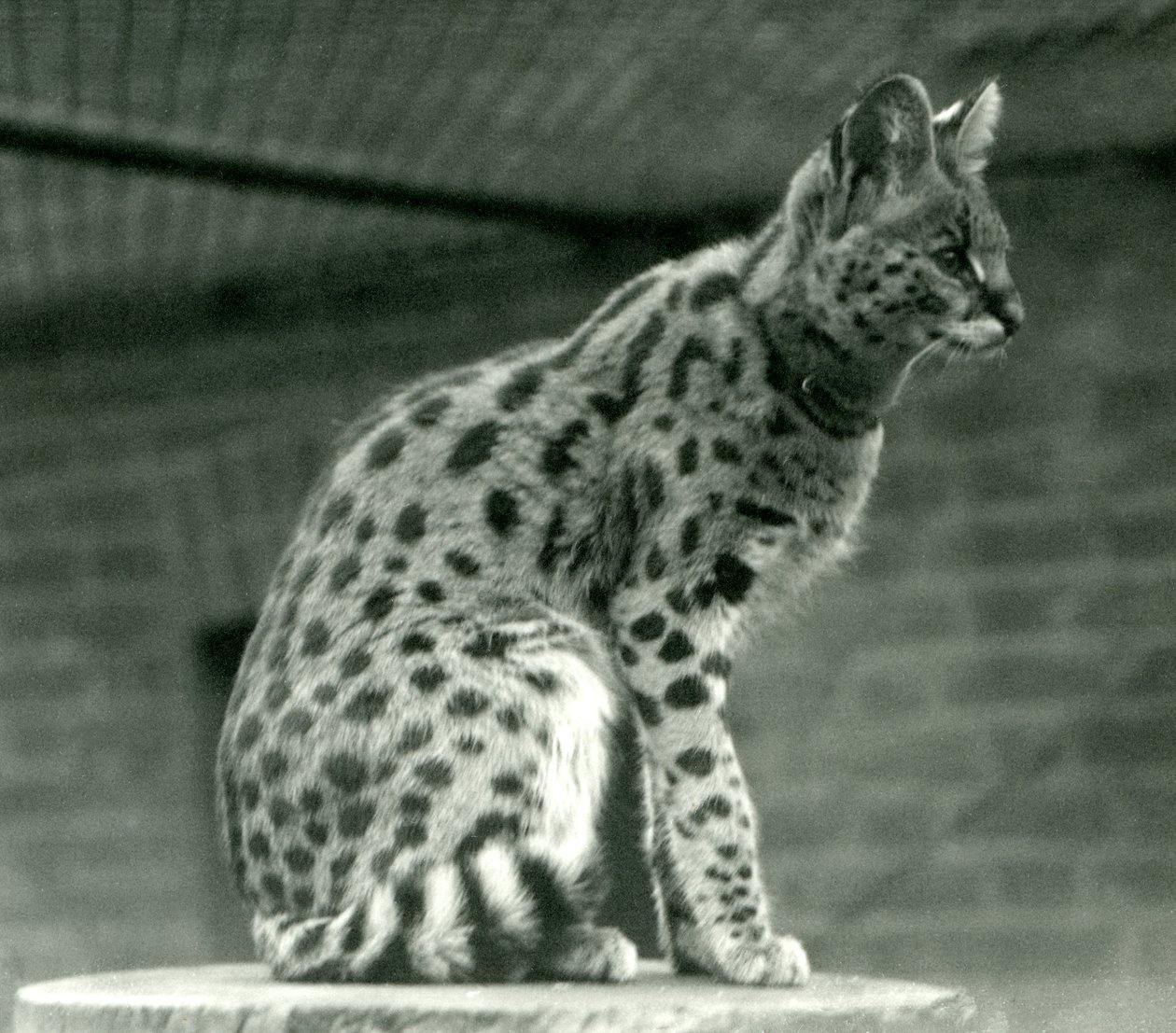 Un serval au zoo de Londres, 1923 - Frederick William Bond
