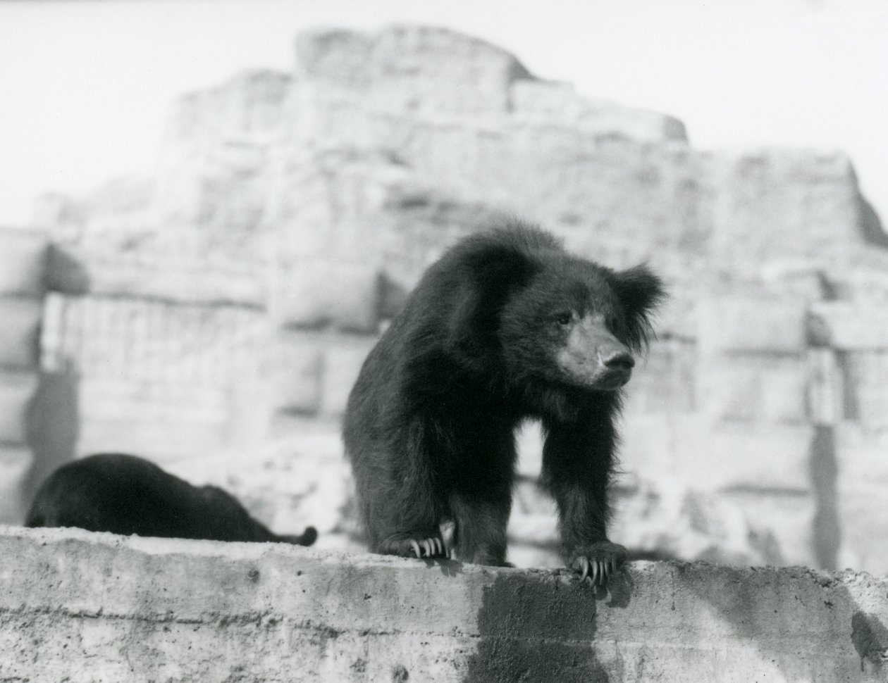 Un ours lippu regarde depuis son enclos devant les terrasses Mappin, Zoo de Londres, septembre 1914 - Frederick William Bond