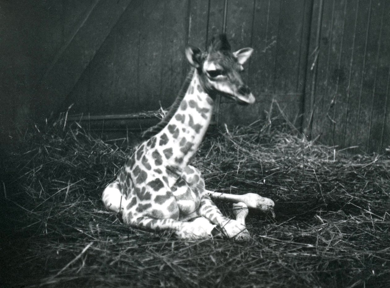 Un bébé girafe, environ 7 heures, assis parmi le foin au zoo de Londres, mars 1913 - Frederick William Bond