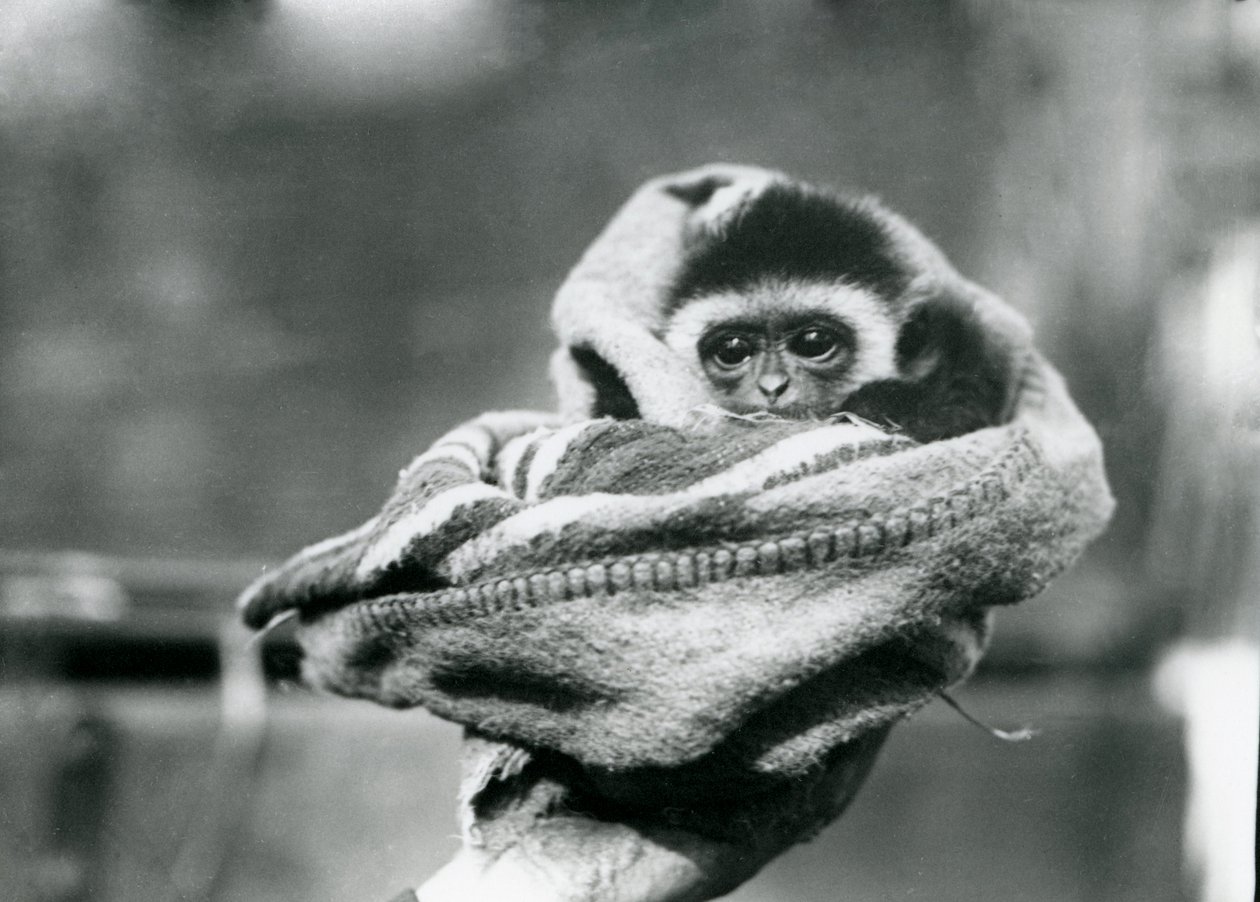 Un bébé gibbon enveloppé dans une couverture et tenu dans une main au zoo de Londres, juin 1922 - Frederick William Bond