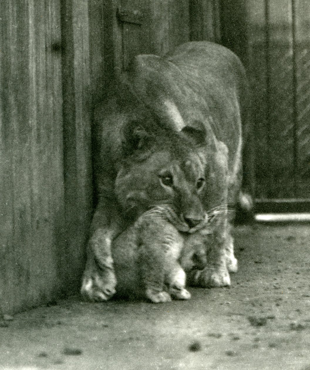 Une lionne sur le point de soulever son petit, né dans la ménagerie, par la peau du cou, zoo de Londres, octobre 1923 (photo nb) - Frederick William Bond