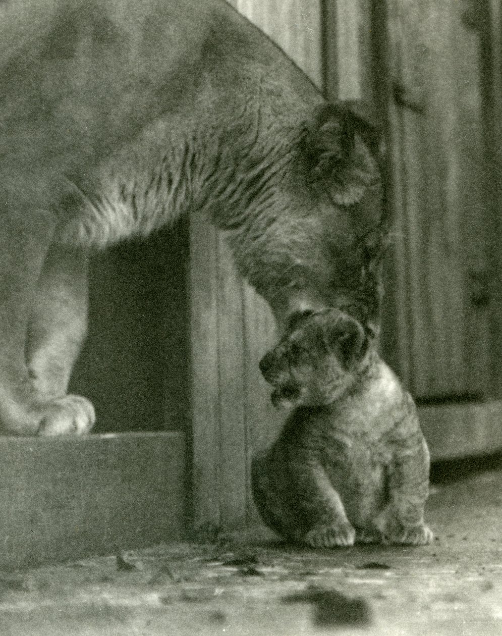 Une lionne sur le point de soulever son petit, né dans la ménagerie, par la peau du cou, zoo de Londres, octobre 1923 (photo nb) - Frederick William Bond