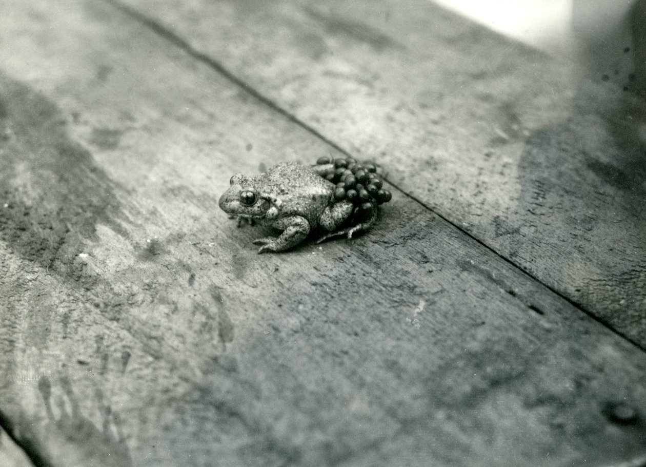 Un crapaud sage-femme mâle, portant des œufs fécondés sur son dos, Zoo de Londres, septembre 1921 - Frederick William Bond