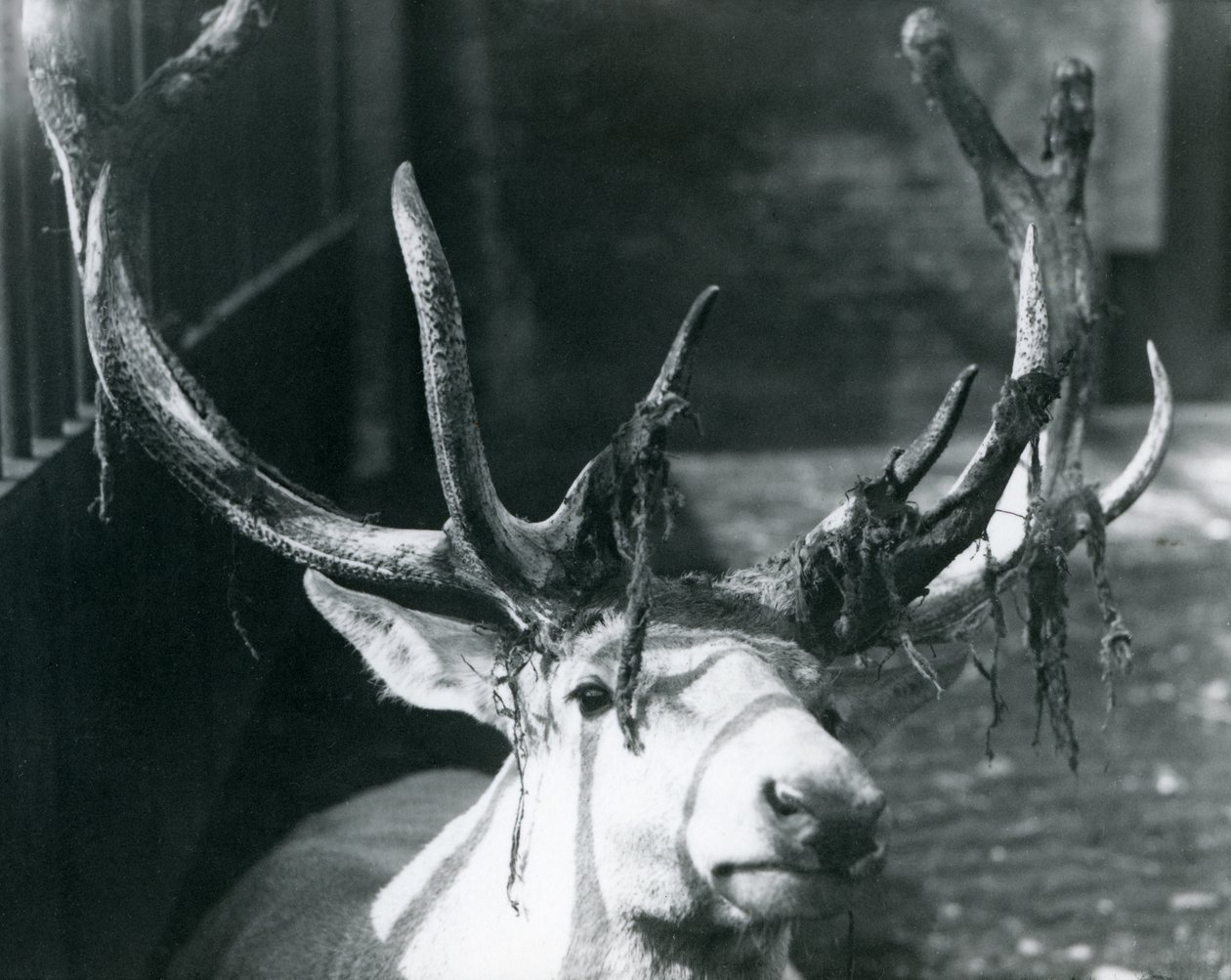 Un cerf mature de Wallich, perdant son velours au zoo de Londres, octobre 1922 - Frederick William Bond
