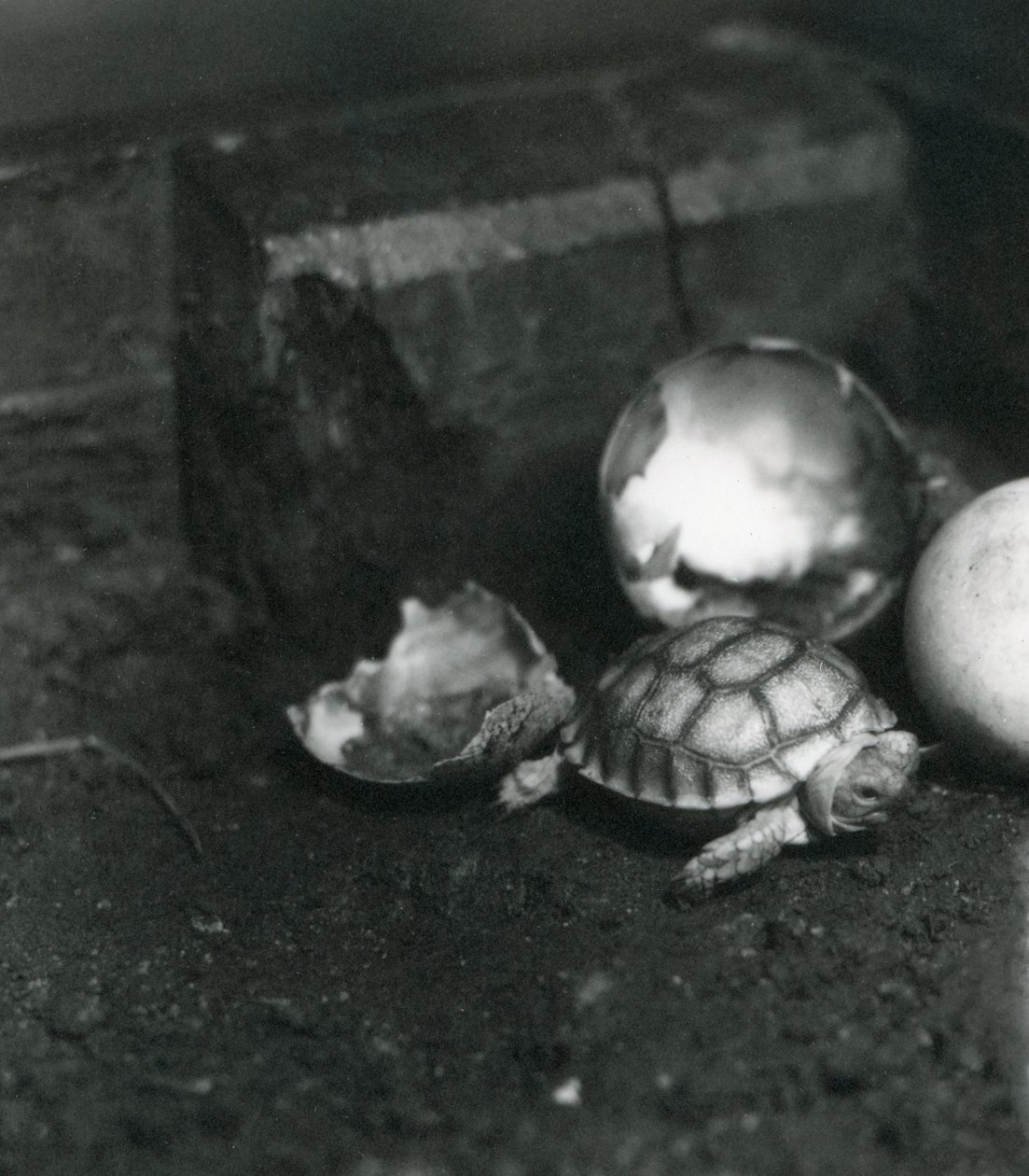 Une tortue sillonnée ou tortue à éperons africains nouvellement éclose au zoo de Londres, juillet 1922 - Frederick William Bond