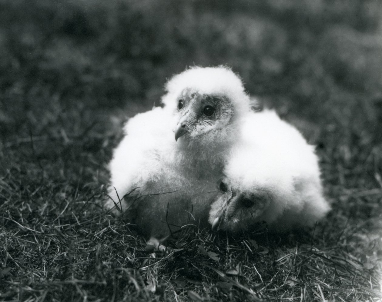 Un couple de poussins de Chouette Effraie au Zoo de Londres, août 1913 - Frederick William Bond