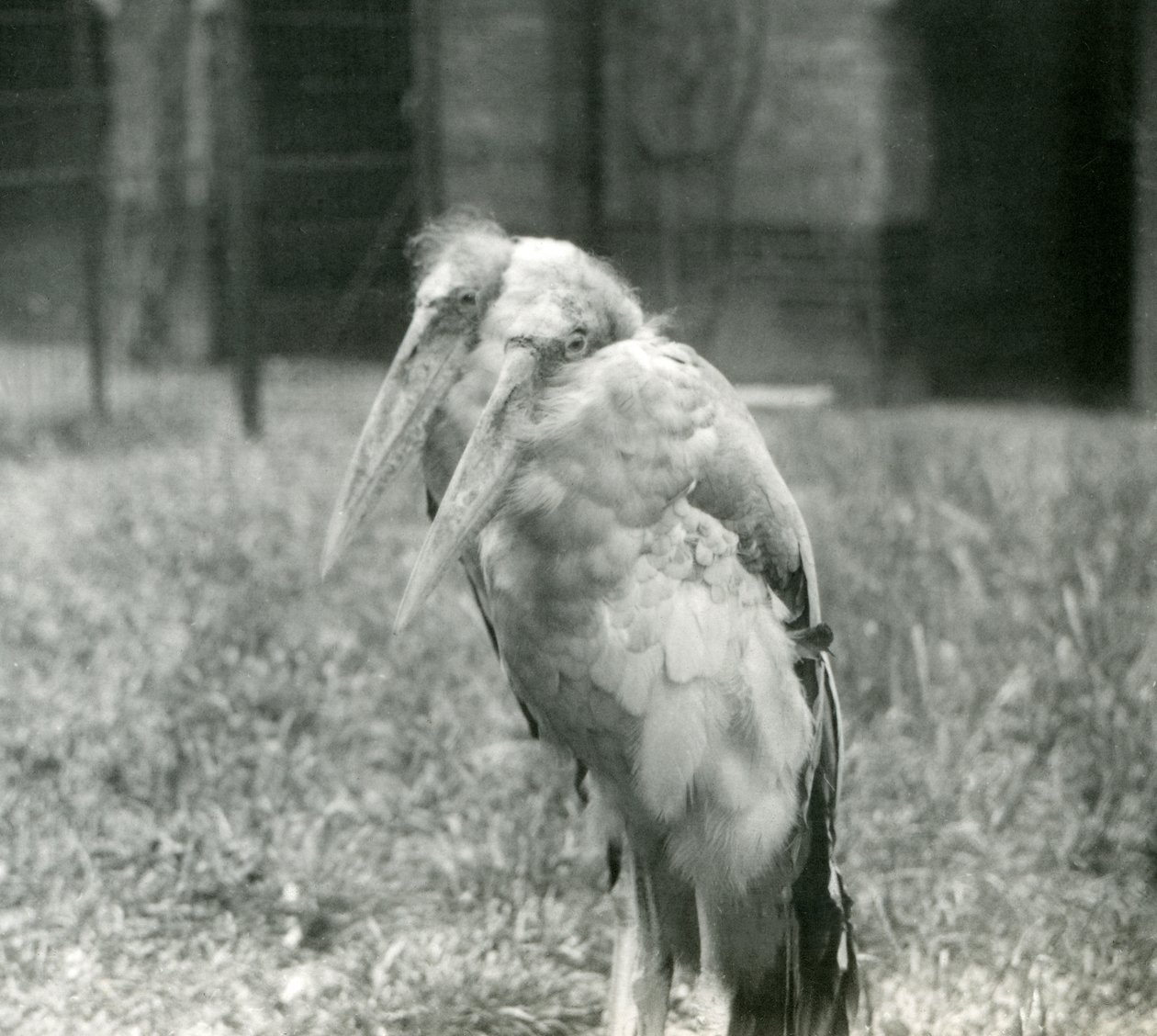 Un couple de marabouts indiens au zoo de Londres, septembre 1923 - Frederick William Bond
