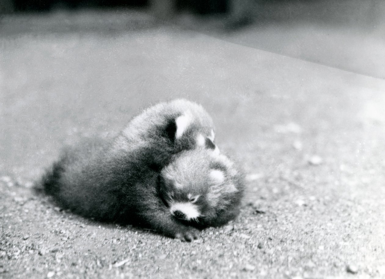 Une paire de bébés pandas roux au zoo de Londres, 1919 - Frederick William Bond