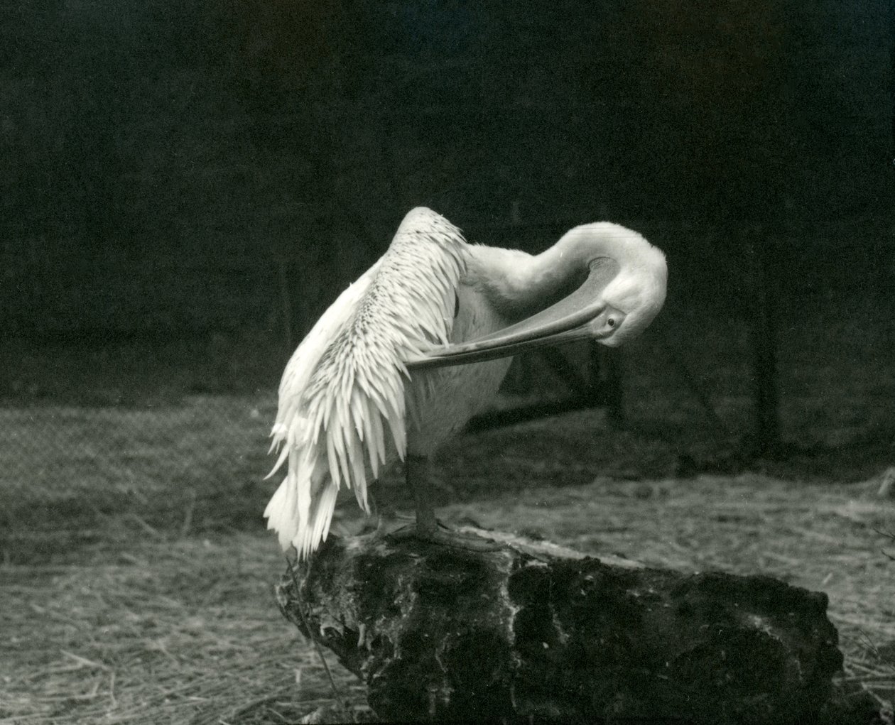 Un pélican se lissant les ailes au zoo de Londres, juin 1922 - Frederick William Bond