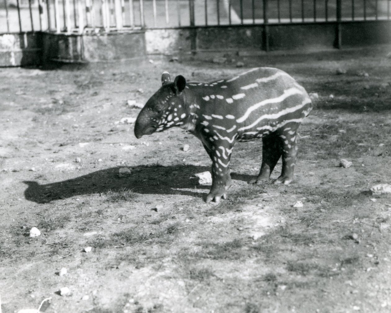 Un jeune tapir malais au zoo de Londres, 5 octobre 1921 - Frederick William Bond