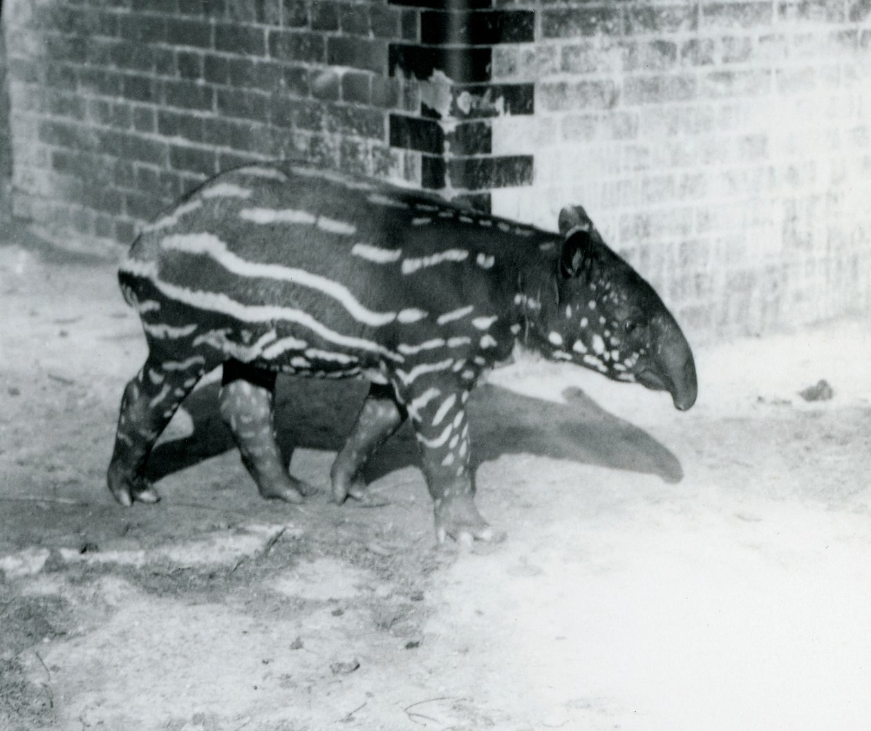 Un jeune tapir malais au zoo de Londres, 5 octobre 1921 - Frederick William Bond