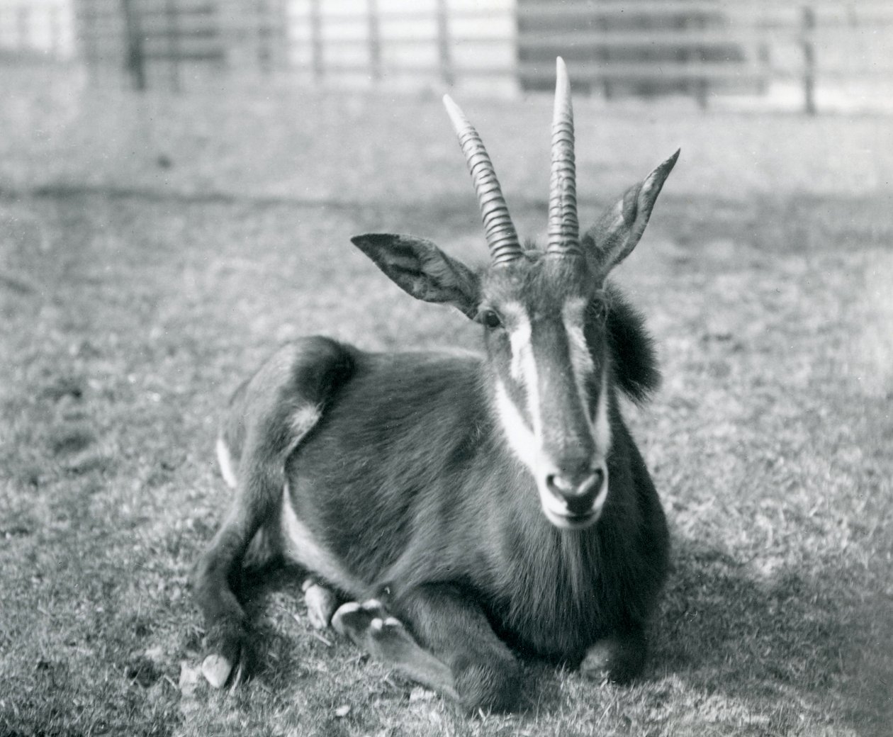 Un jeune antilope sable assis au zoo de Londres, vers 1912 - Frederick William Bond