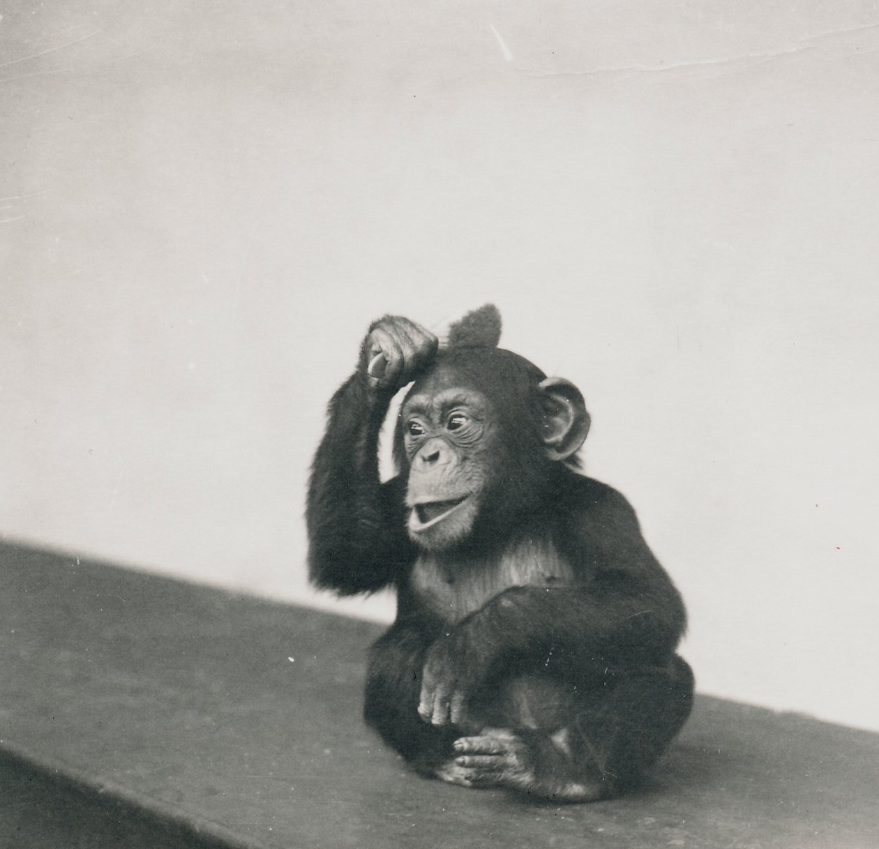 Un jeune chimpanzé, Johnnie, jouant avec un pinceau, 1923 - Frederick William Bond