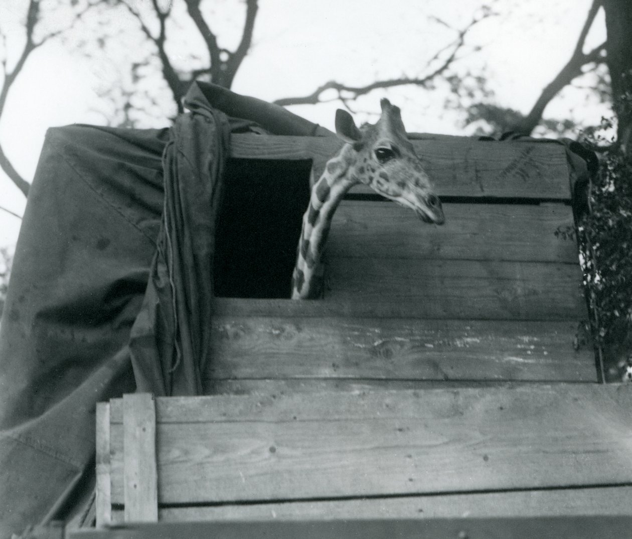 Une jeune girafe arrivant au Zoo de Londres, mai 1923 - Frederick William Bond