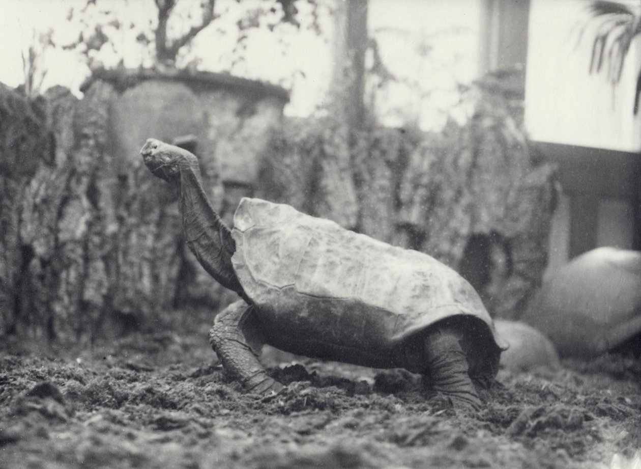 Tortue géante de l