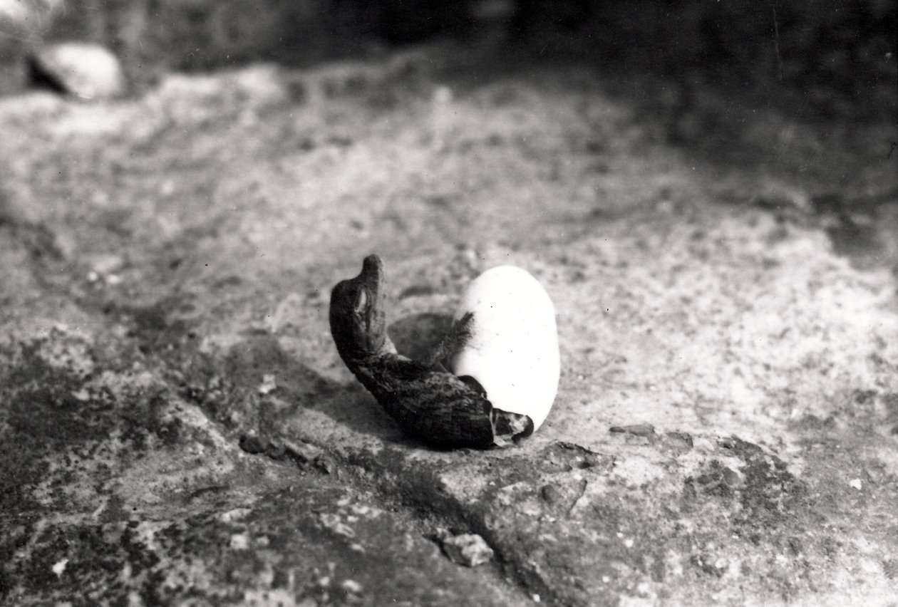 Éclosion d