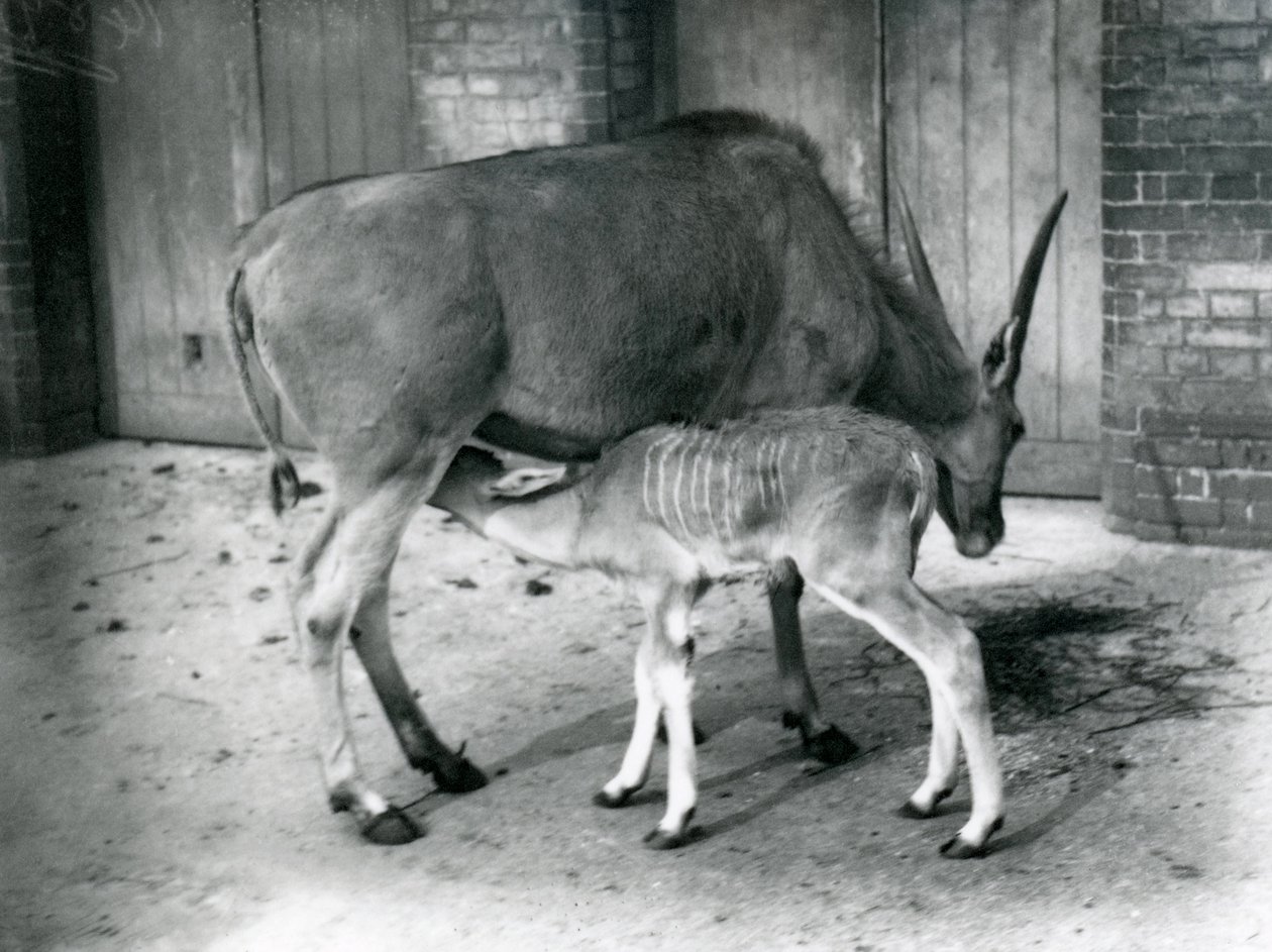 Un éland nourrissant son petit au zoo de Londres, 1920 - Frederick William Bond