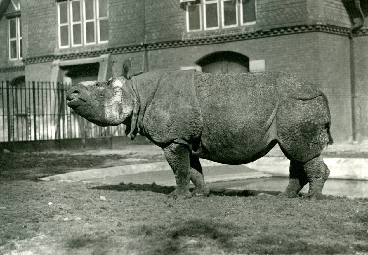 Un rhinocéros indien au zoo de Londres, octobre 1922 - Frederick William Bond