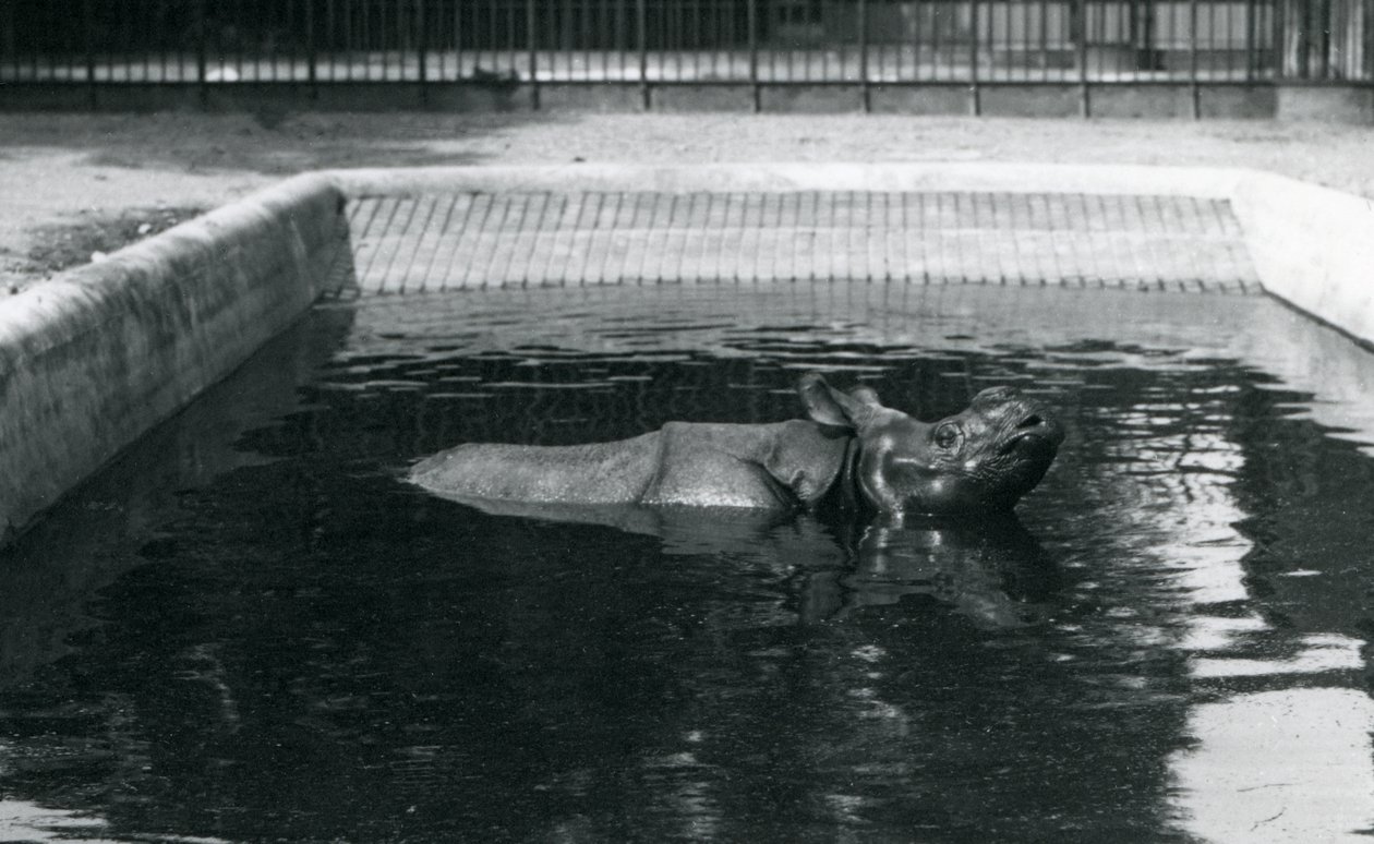 Un rhinocéros indien dans sa piscine au zoo de Londres, juillet 1914 - Frederick William Bond