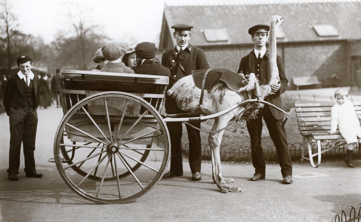 Promenade en charrette à autruche avec des enfants et les gardiens George Blore et William Dexter au zoo de Londres, vers 1913 - Frederick William Bond