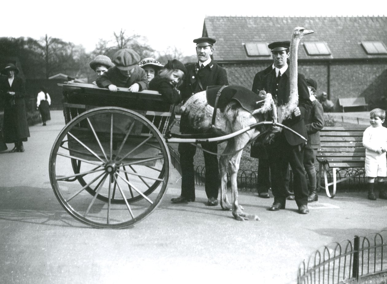 Une Promenade en Chariot à Autruche avec des Enfants et les Gardiens George Blore et William Dexter au Zoo de Londres, c.1913 - Frederick William Bond