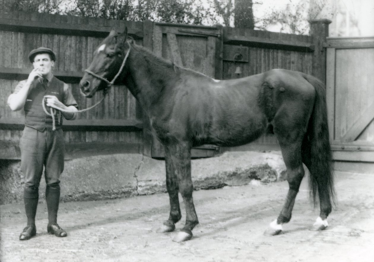 Étalon arabe Dwarka avec Pony Moore, un conducteur de van à chevaux, zoo de Londres - Frederick William Bond