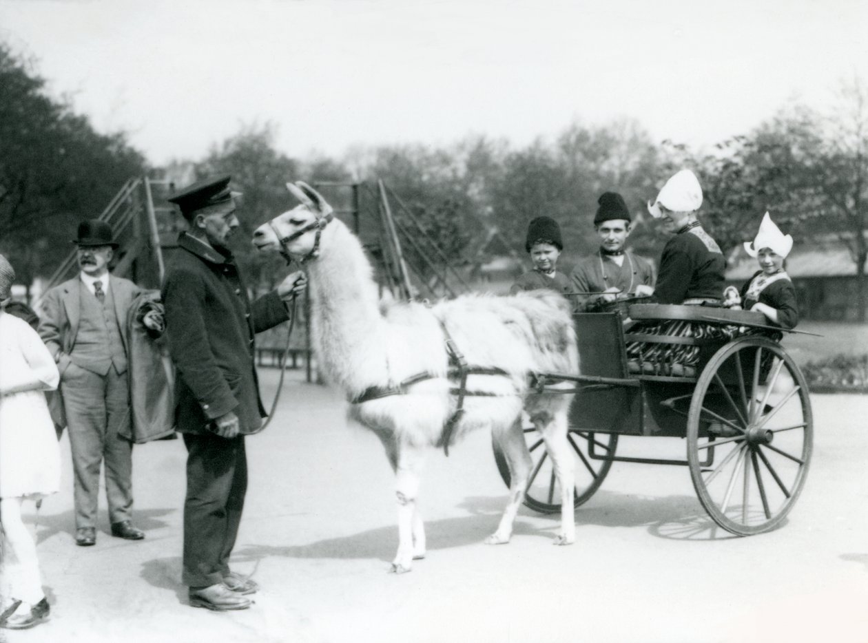 Visiteurs arméniens en balade en charrette tirée par des lamas au Zoo de Londres, mai 1923 - Frederick William Bond