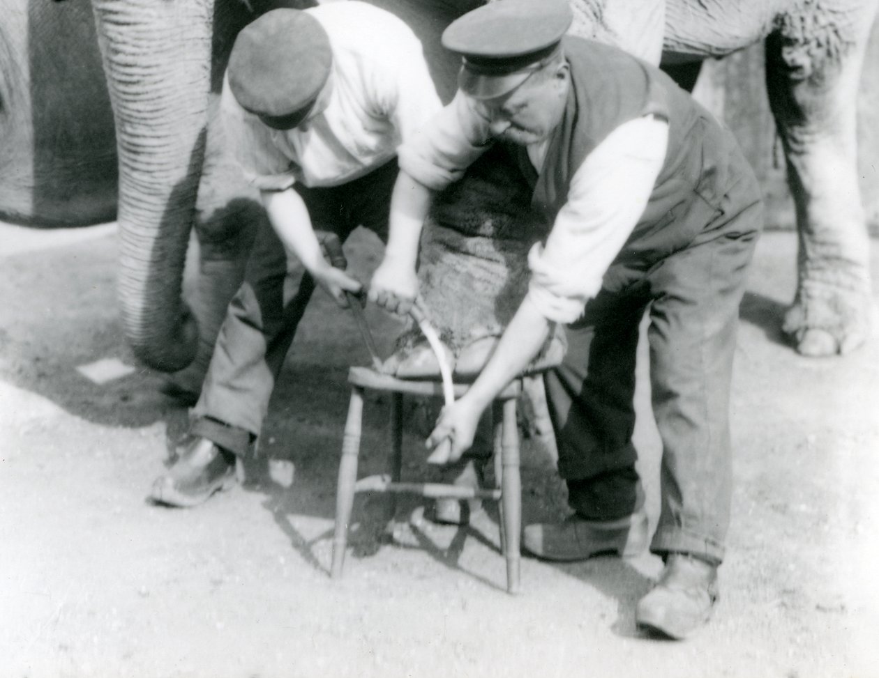 Bébé éléphant indien et éléphant indien adulte femelle, Assam Lukhi avec le gardien Charles Eyles, se faisant tailler les pieds au Zoo de Londres, septembre 1923 - Frederick William Bond