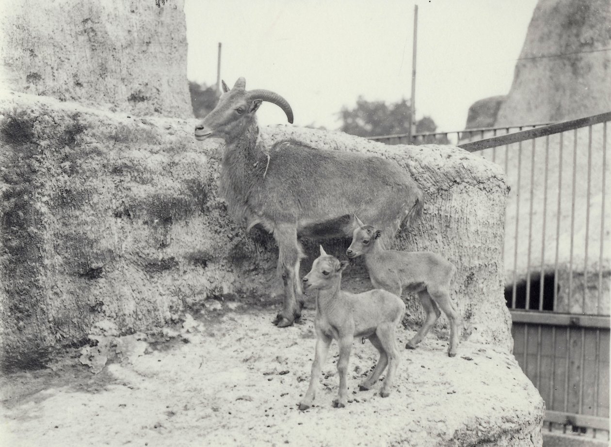 Mouflons à manchettes avec deux jeunes sur les terrasses de Mappin, Zoo de Londres, juin 1916 - Frederick William Bond
