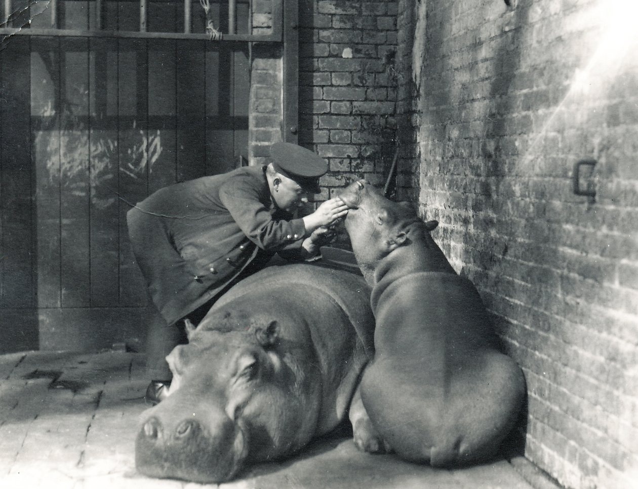 Hippopotames communs Jean et Jimmy avec le gardien Ernie Bowman, au zoo de Londres, mars 1927 - Frederick William Bond
